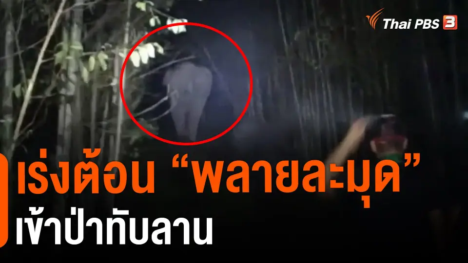 ​เร่งต้อน "พลายละมุด" เข้าป่าทับลาน
