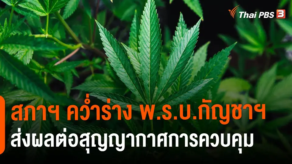 ​สภาฯ คว่ำร่าง พ.ร.บ.กัญชาฯ ส่งผลต่อสุญญากาศการควบคุม