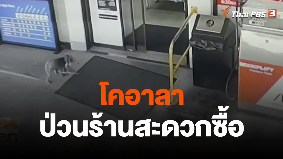 โคอาลาป่วนร้านสะดวกซื้อ