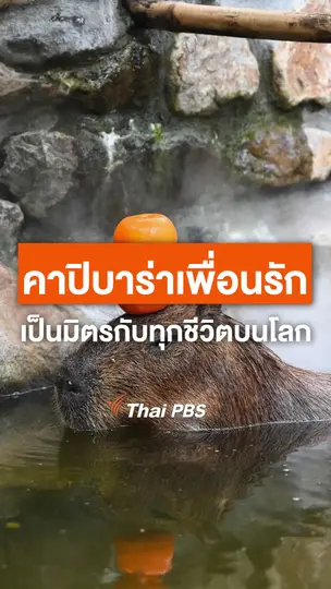 คาปิบาร่าเพื่อนรัก เป็นมิตรกับทุกชีวิตบนโลก
