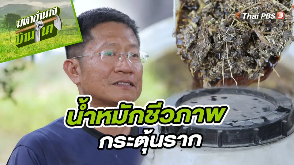 ​สูตรลับฉบับบ้านนา : น้ำหมักชีวภาพกระตุ้นราก