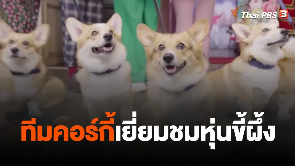 ทีมคอร์กี้เยี่ยมชมหุ่นขี้ผึ้ง