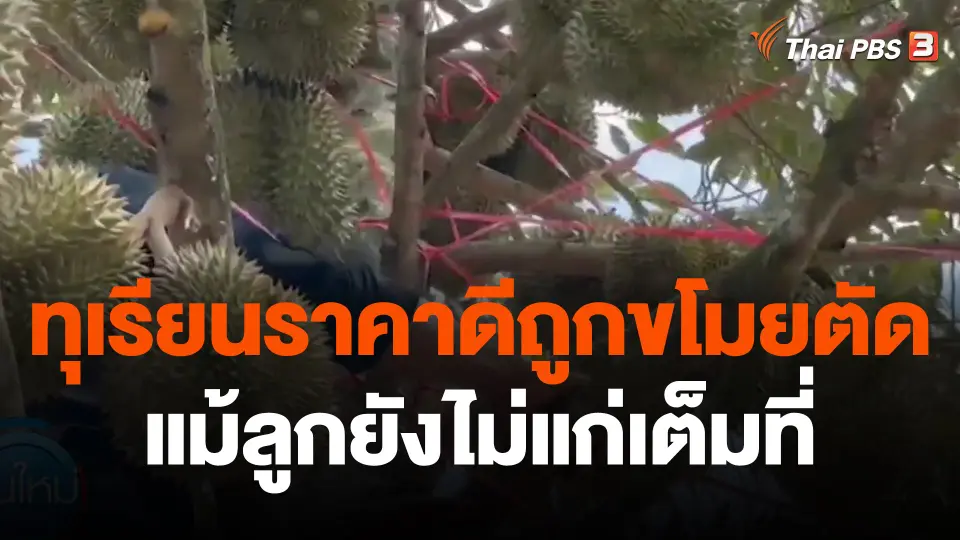ทุเรียนราคาดีถูกขโมยตัดแม้ลูกยังไม่แก่เต็มที่