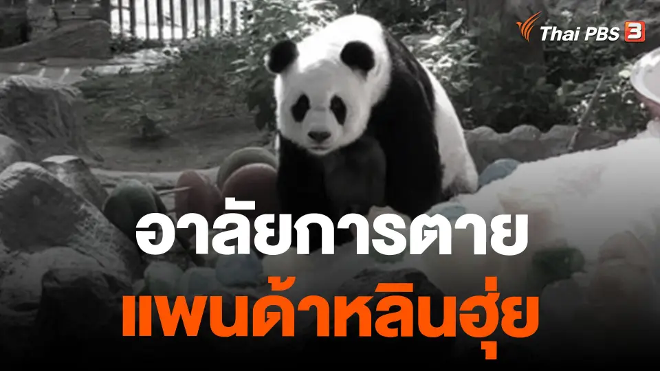 อาลัยการตายแพนด้าหลินฮุ่ย