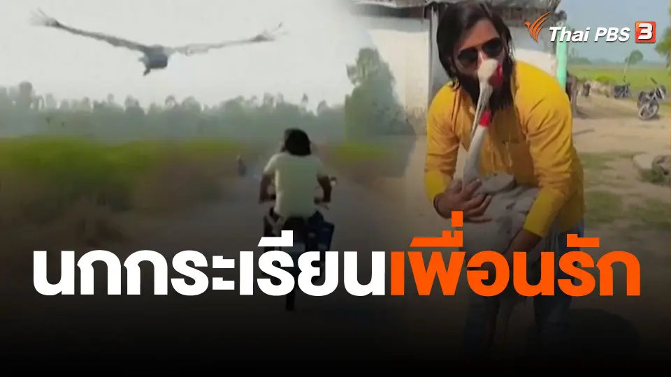 นกกระเรียนเพื่อนรัก