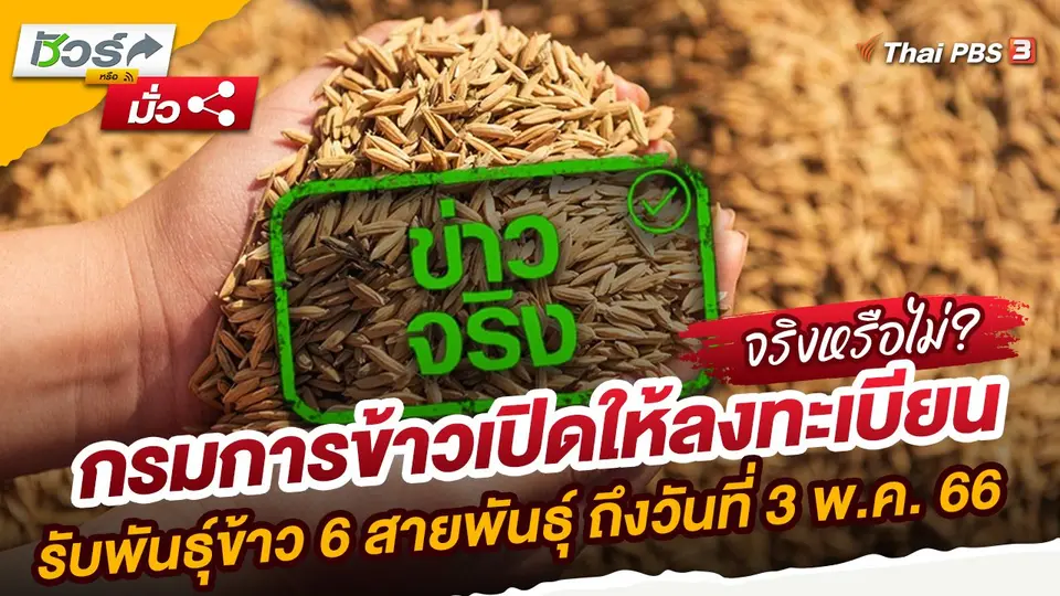 กรมการข้าวเปิดให้ลงทะเบียนรับพันธุ์ข้าว 6 สายพันธุ์ ถึงวันที่ 3 พ.ค. 66