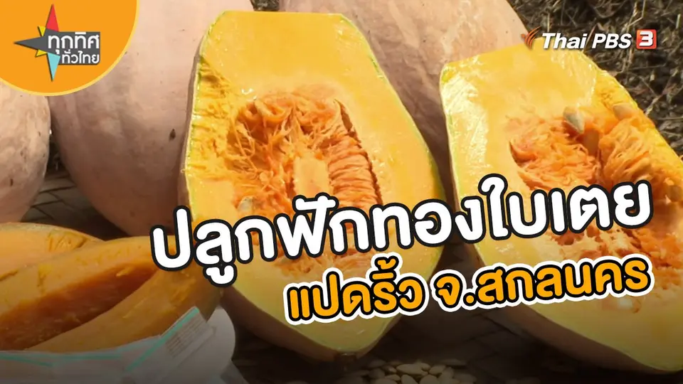​อาชีพทั่วไทย : ปลูกฟักทองใบเตยแปดริ้ว จ.สกลนคร