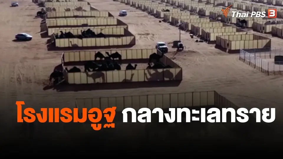 โรงแรมอูฐกลางทะเลทราย