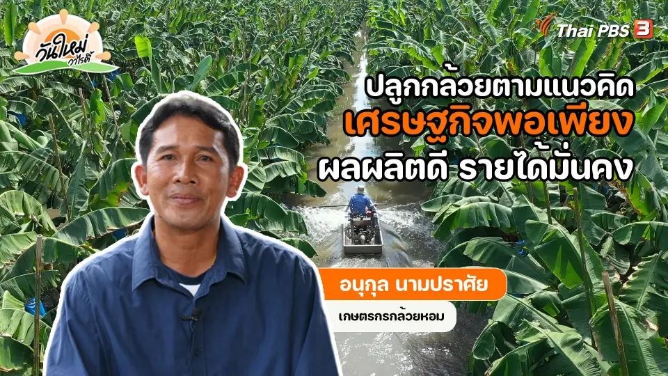 พอดีพอเพียง : ปลูกกล้วยตามแนวคิดเศรษฐกิจพอเพียง ผลผลิตดี รายได้มั่นคง