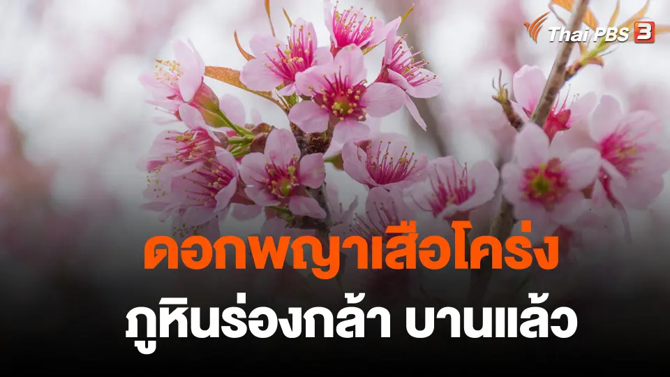 ดอกพญาเสือโคร่งบานแล้วพร้อมรับทัวร์