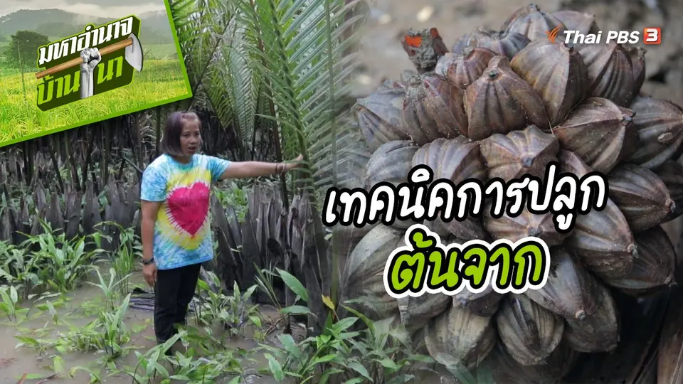 ​สูตรลับฉบับบ้านนา : เทคนิคการปลูกต้นจาก