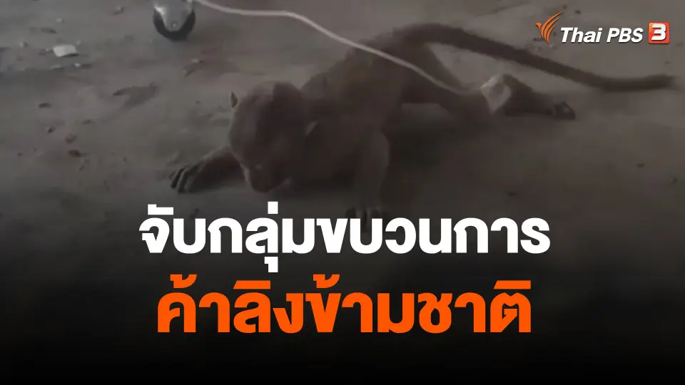 จับกลุ่มขบวนการค้าลิงข้ามชาติ