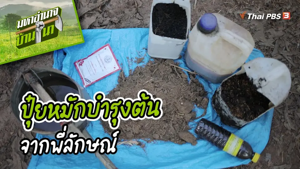 สูตรลับฉบับบ้านนา : ปุ๋ยหมักบำรุงต้นจากพี่ลักษณ์
