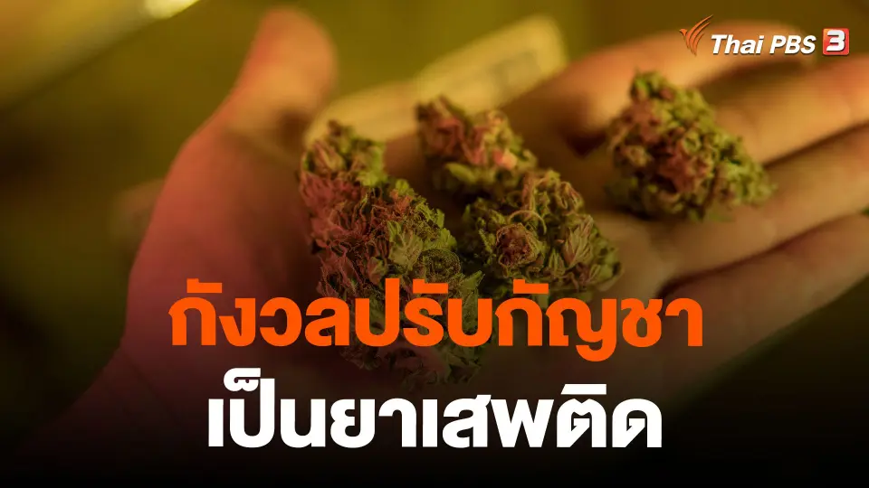 กังวลปรับกัญชาเป็นยาเสพติด