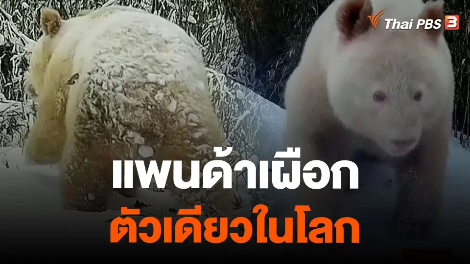 แพนด้าเผือกตัวเดียวในโลก
