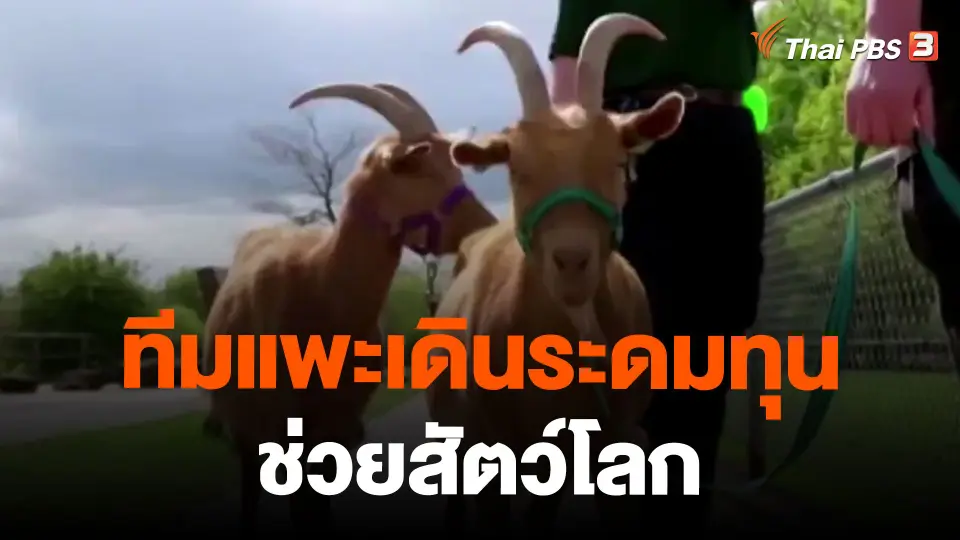 ทีมแพะเดินระดมทุนช่วยสัตว์โลก