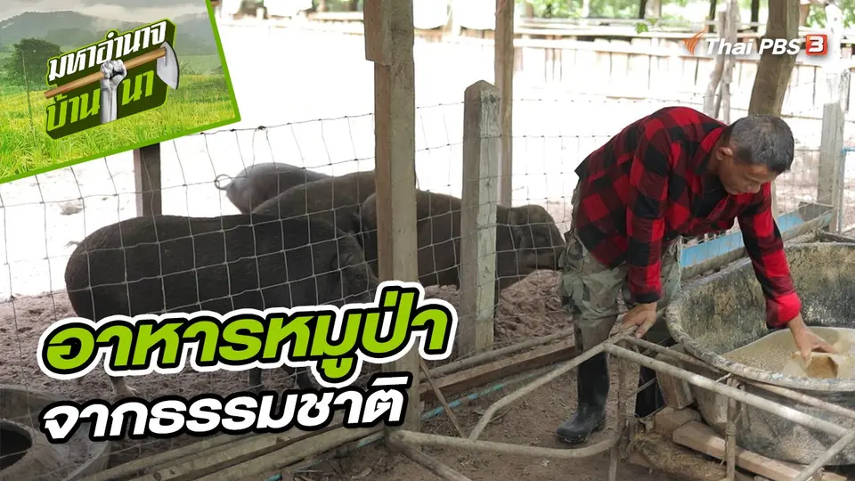 สูตรลับฉบับบ้านนา : อาหารหมูป่าจากธรรมชาติ