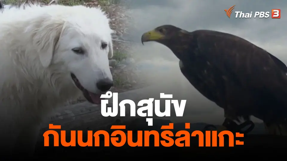 ฝึกสุนัขกันนกอินทรีล่าแกะ