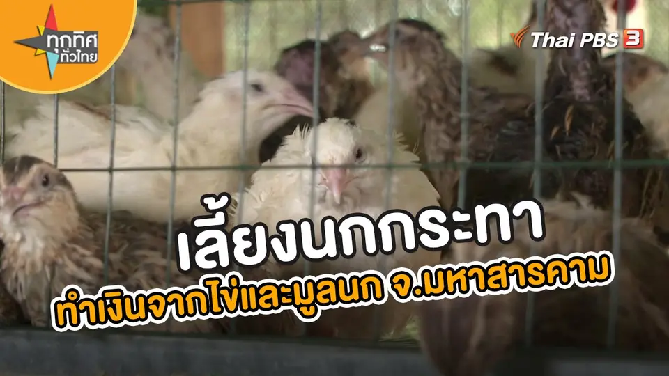 ​อาชีพทั่วไทย : เลี้ยงนกกระทาทำเงินจากไข่และมูลนก จ.มหาสารคาม