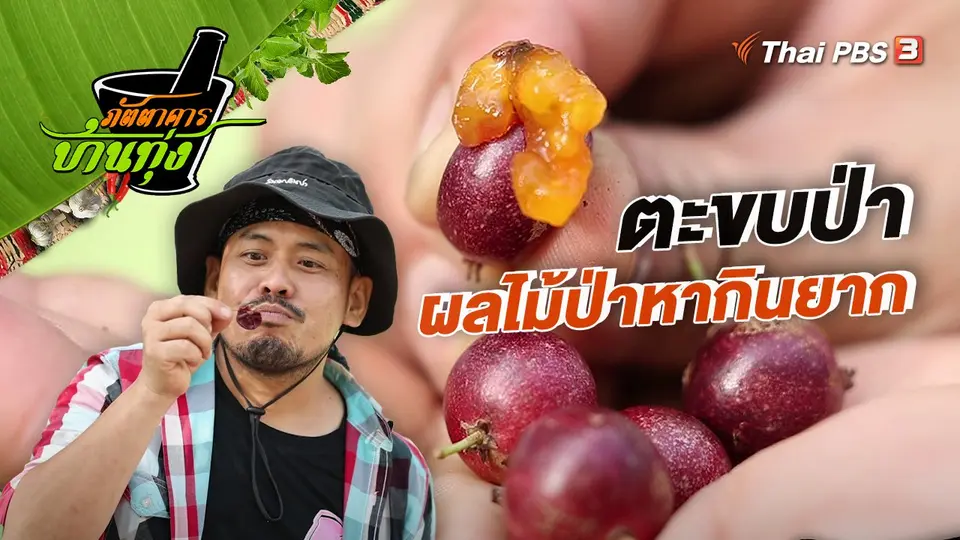 ​คลิปบ้านทุ่ง : ตะขบป่า ผลไม้ป่าหากินยาก