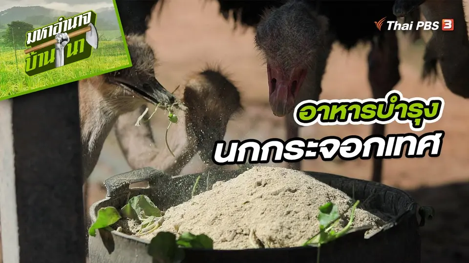 สูตรลับฉบับบ้านนา : อาหารบำรุงนกกระจอกเทศ