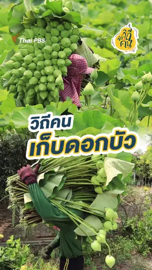 วิถีคนเก็บดอกบัว