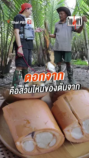 ดอกจาก คือส่วนไหนของต้นจาก