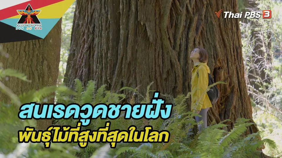 สนเรดวูดชายฝั่ง พันธุ์ไม้ที่สูงที่สุดในโลก