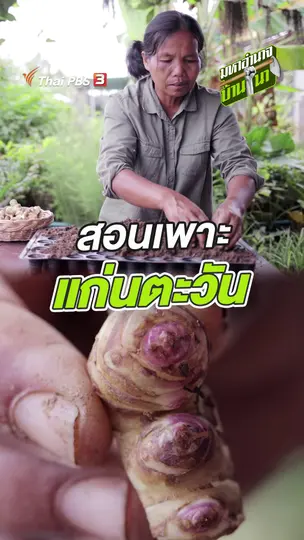 สอนเพาะแก่นตะวัน
