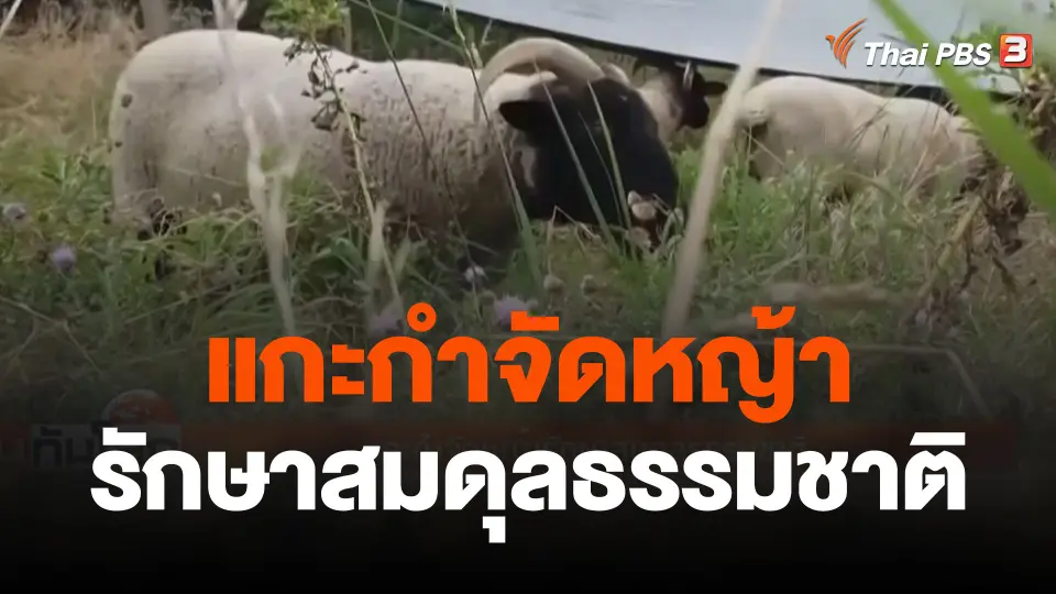 แกะกำจัดหญ้ารักษาสมดุลธรรมชาติ
