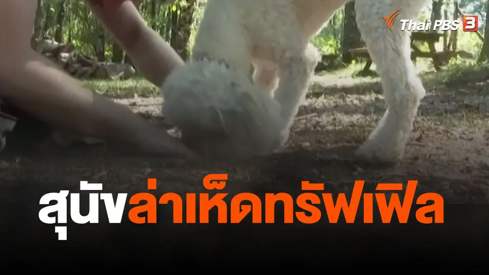 สุนัขล่าเห็ดทรัฟเฟิล