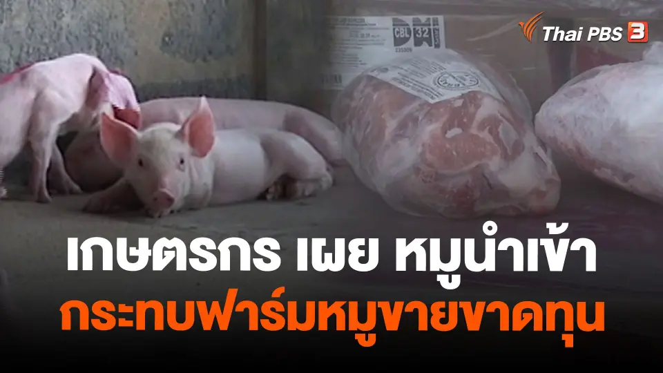 เกษตรกร เผย หมูนำเข้ากระทบฟาร์มหมูขายขาดทุน