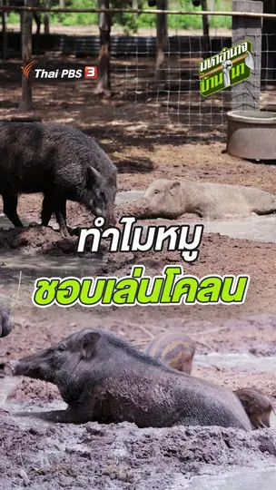 ทำไมหมูชอบเล่นโคลน