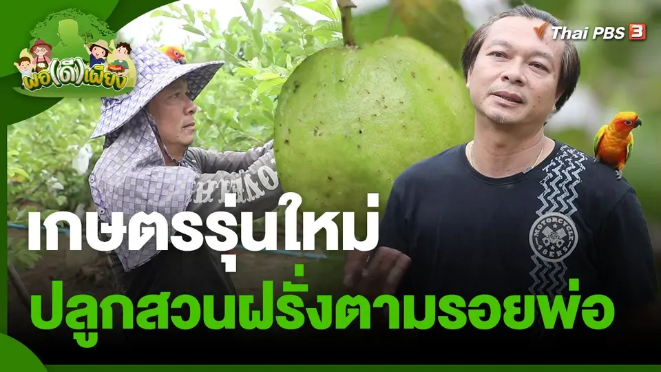 ​พอดีพอเพียง : เกษตรรุ่นใหม่ ปลูกสวนฝรั่งตามรอยพ่อ
