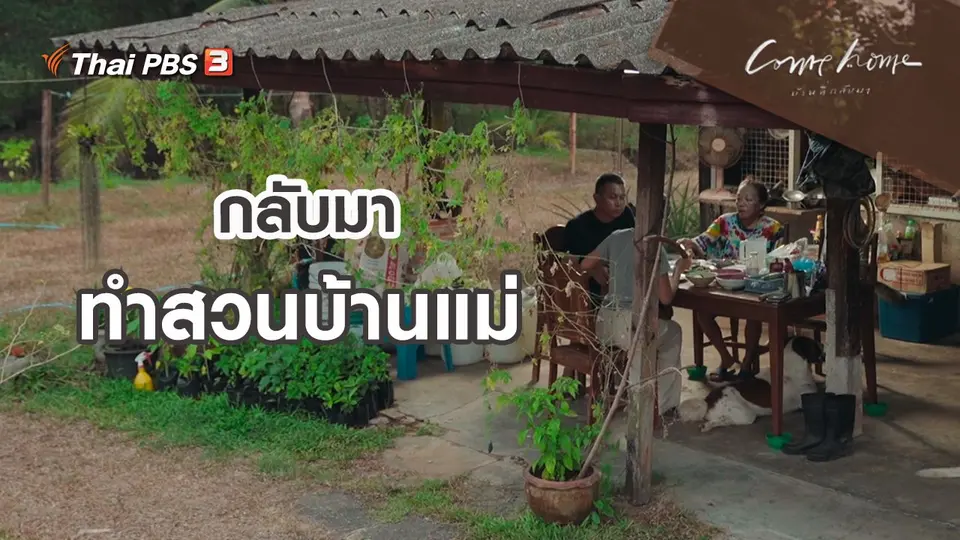 เรื่องเล่าคนกลับบ้าน : กลับมาทำสวนบ้านแม่