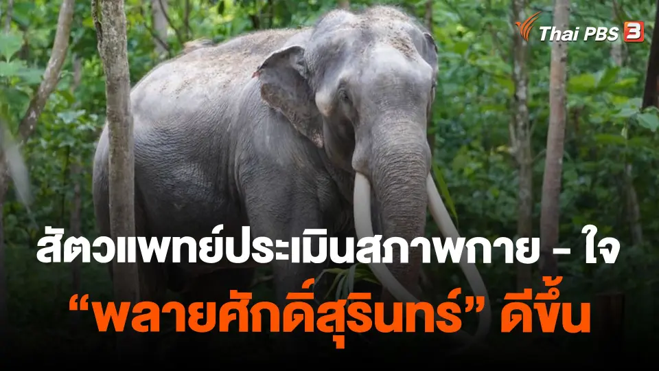 สัตวแพทย์ประเมินสภาพกาย - ใจ "พลายศักดิ์สุรินทร์" ดีขึ้น