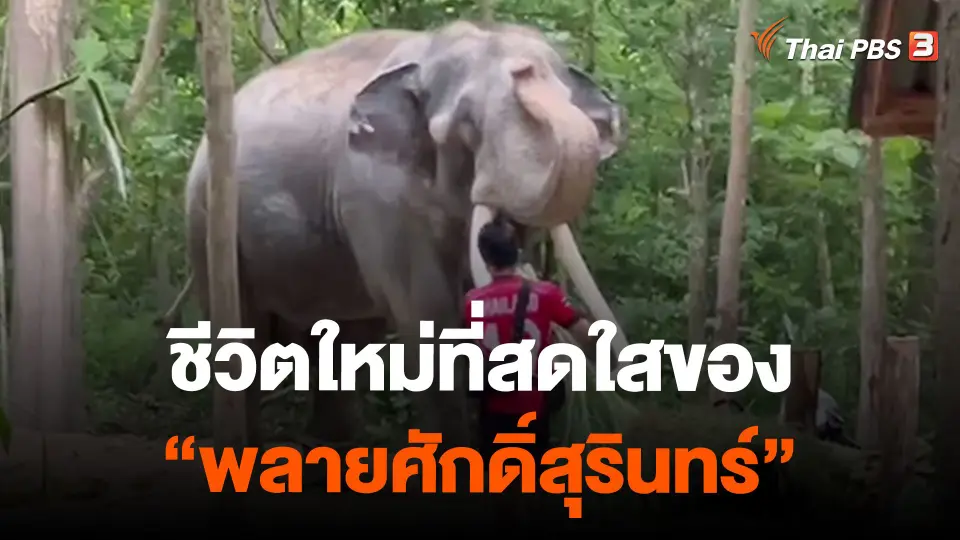 ชีวิตใหม่ที่สดใสของ "พลายศักดิ์สุรินทร์"