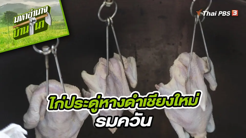 ​สูตรลับฉบับบ้านนา : ไก่ประดู่หางดำเชียงใหม่รมควัน
