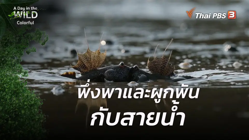 ​วิถีธรรมชาติ : พึ่งพาและผูกพันกับสายน้ำ