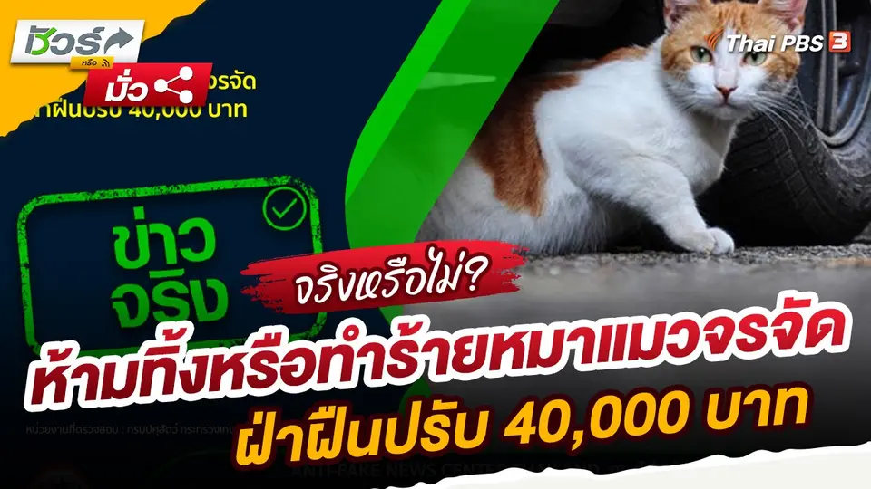 ​ชัวร์หรือมั่ว : ห้ามทิ้งหรือทำร้ายหมาแมวจรจัด ฝ่าฝืนปรับ 40,000 บาท