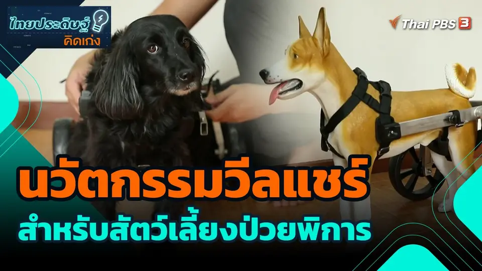 ​ไทยประดิษฐ์คิดเก่ง : นวัตกรรมวีลแชร์สำหรับสัตว์เลี้ยงป่วยพิการ