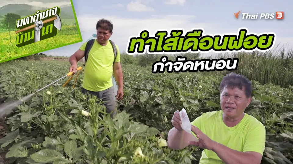 ​สูตรลับฉบับบ้านนา : ทำไส้เดือนฝอยกำจัดหนอน