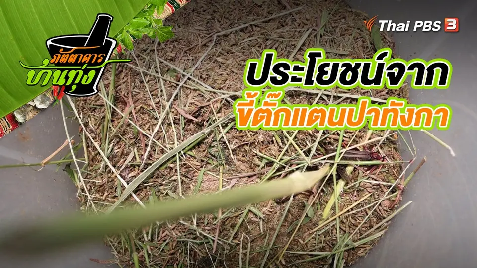 ​คลิปบ้านทุ่ง : ประโยชน์จากขี้ตั๊กแตนปาทังกา