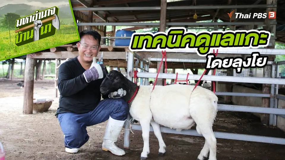 สูตรลับฉบับบ้านนา : เทคนิคการดูแลแกะ โดยลุงโย