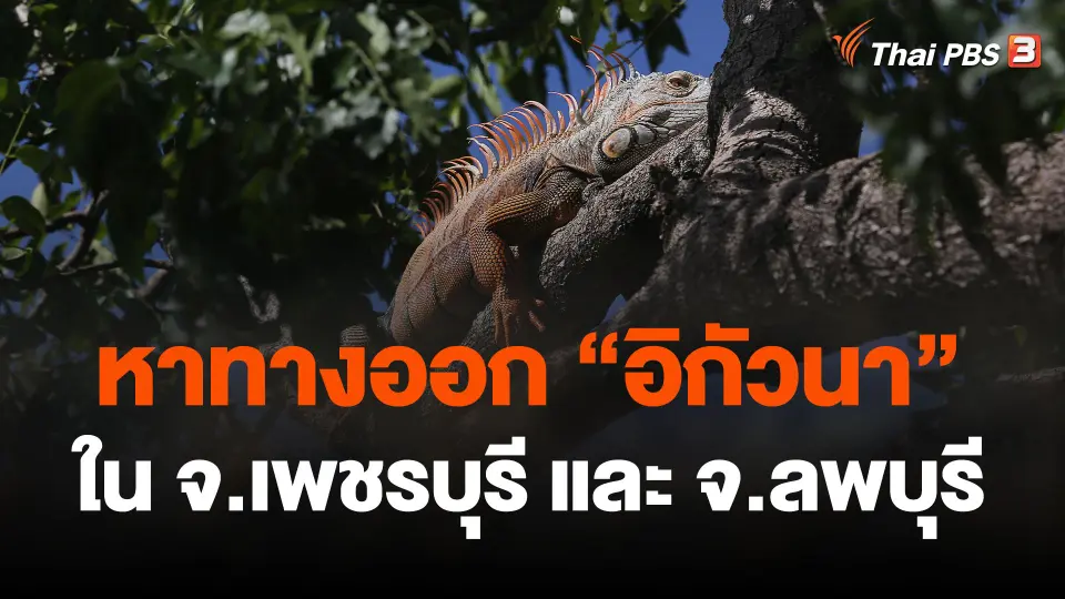 หาทางออกอิกัวนา ใน จ.เพชรบุรี และ จ.ลพบุรี