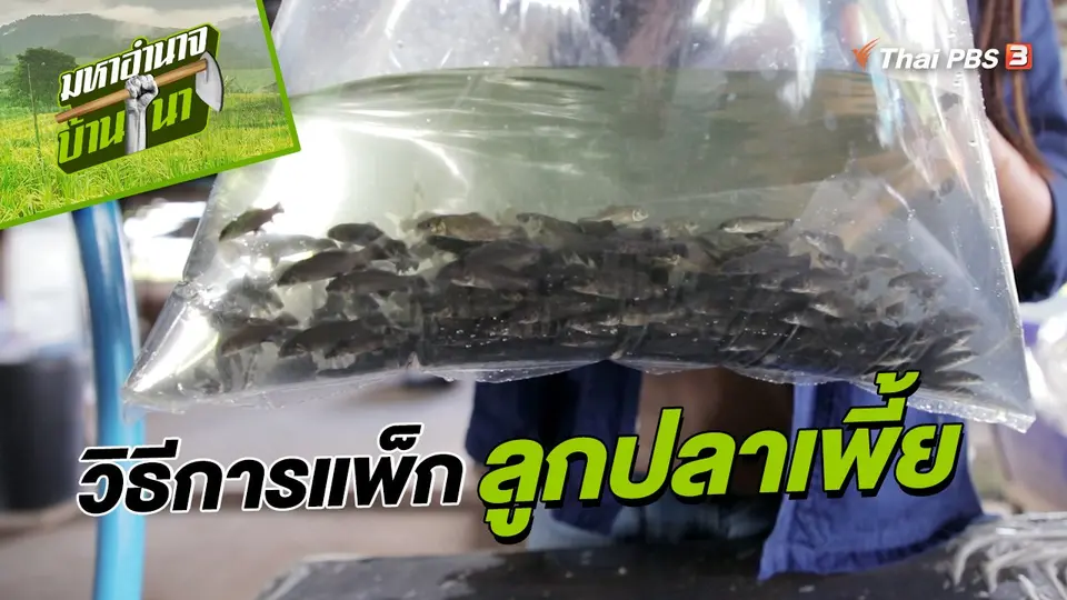 สูตรลับฉบับบ้านนา : วิธีการแพ็กลูกปลาเพี้ย