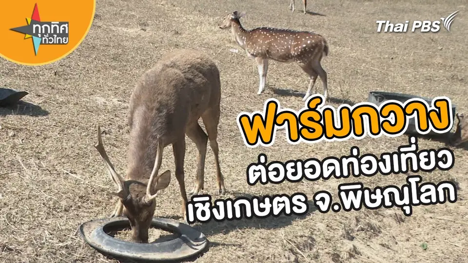 ไอเดียทำฟาร์มกวาง ต่อยอดเกษตรเชิงท่องเที่ยว จ.พิษณุโลก