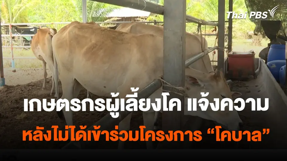 เกษตรกรผู้เลี้ยงโค แจ้งความ หลังไม่ได้เข้าร่วมโครงการ "โคบาล" | ข่าวค่ำมิติใหม่ | 16 ก.พ. 67