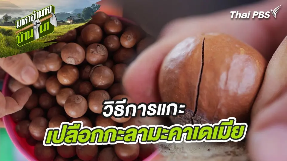 สูตรลับฉบับบ้านนา : วิธีการแกะเปลือกกะลามะคาเดเมีย