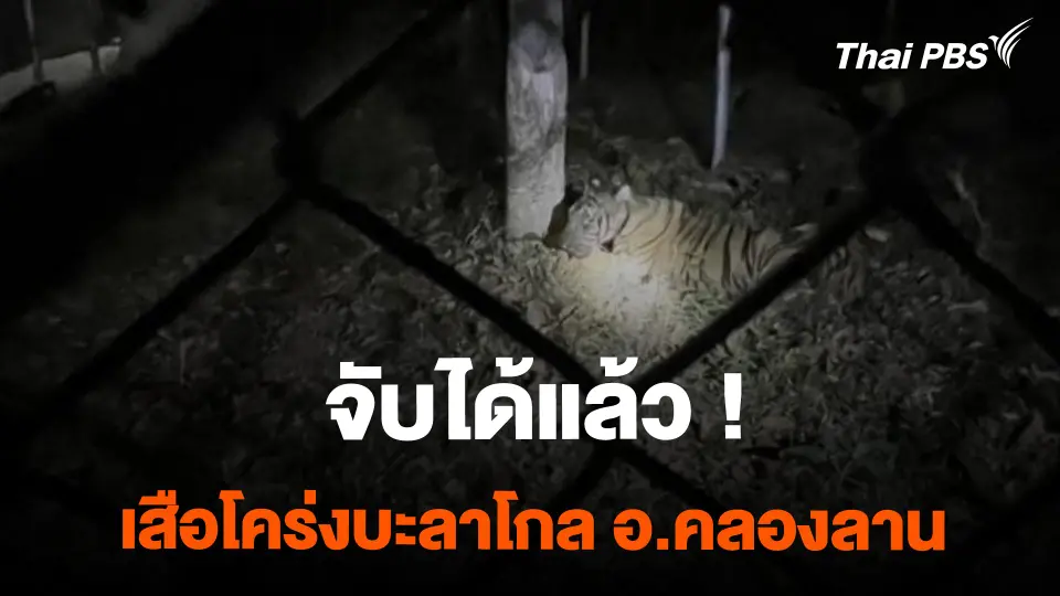 จับเสือโคร่ง "บะลาโกล" ที่ อ.คลองลาน ได้แล้ว สภาพผอมโซ